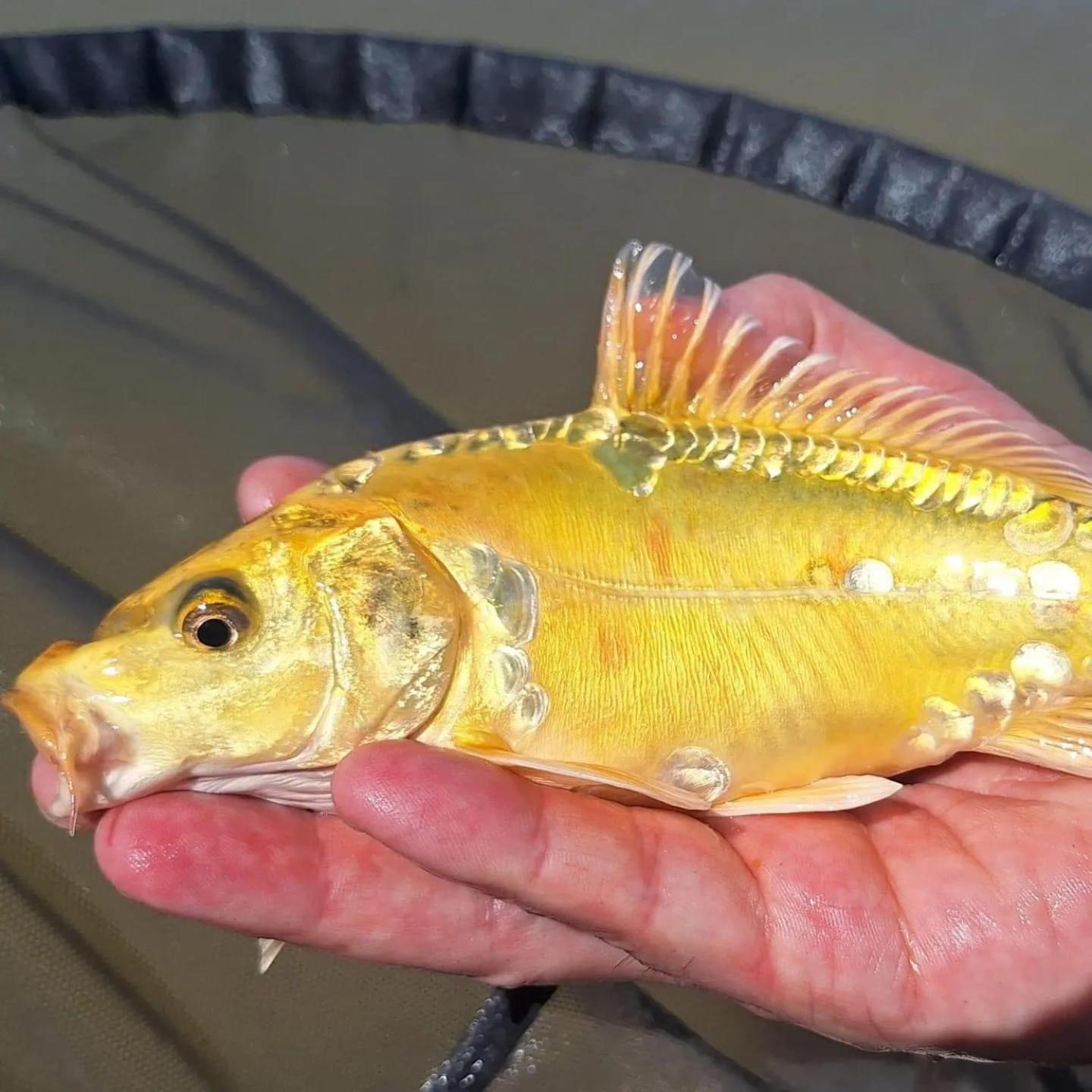 Lakeside Fishing Retreats Boston Chambre photo